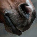 Simms_Horse